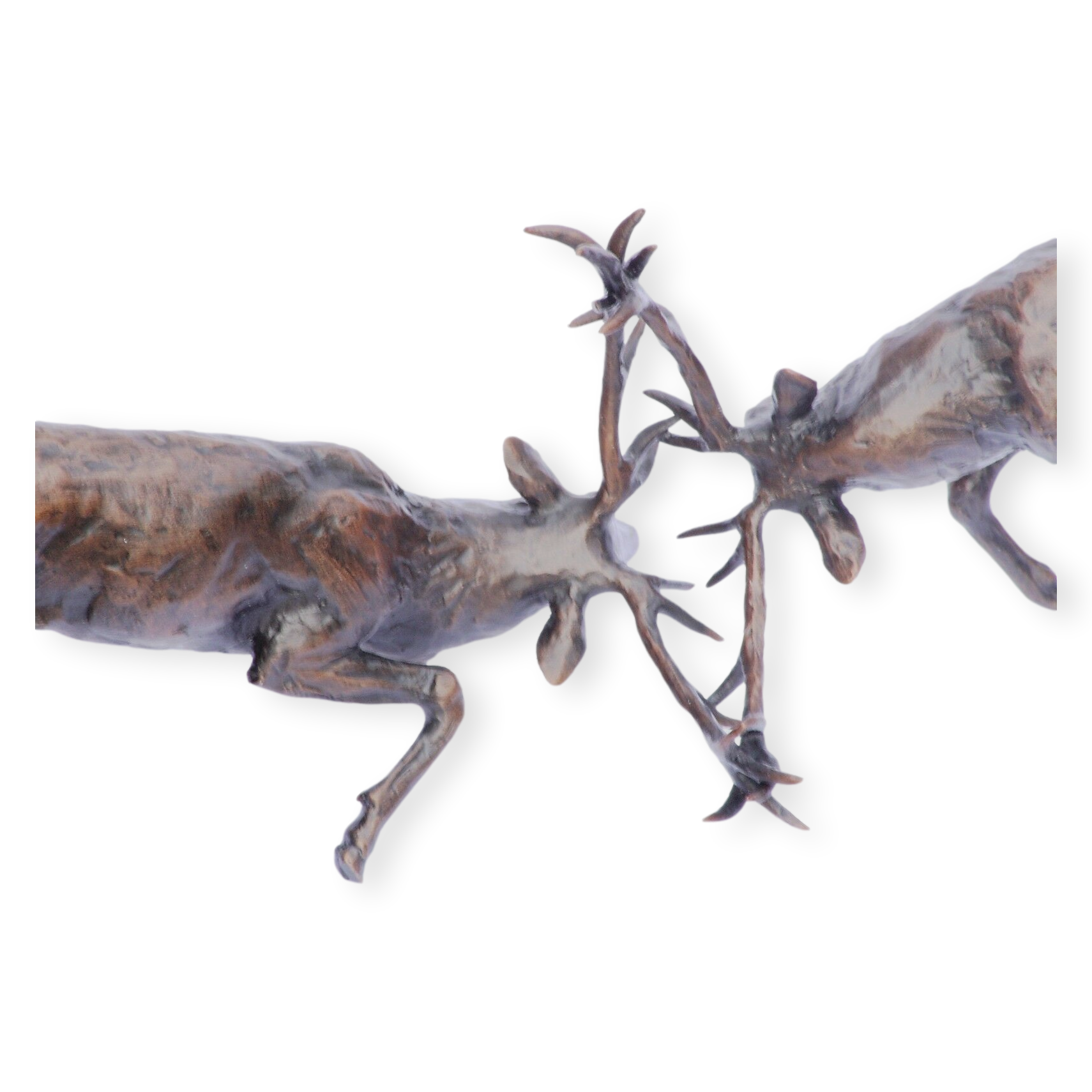 Stags Rutting close up