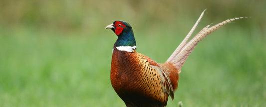 Our Top Tips To Perfect Your Pheasant Shot