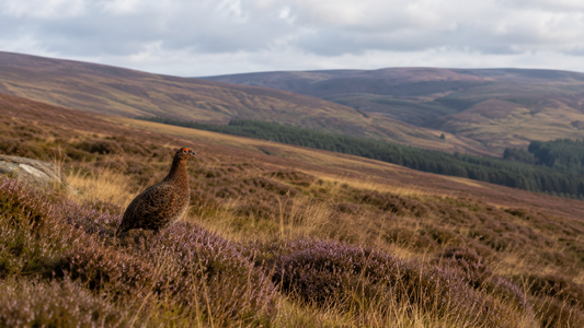What to Pack for a Day's Grouse Shooting: The Complete Kit List