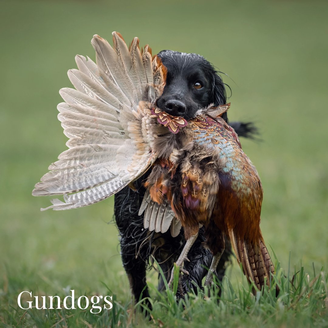 Gifts For Dog Lovers