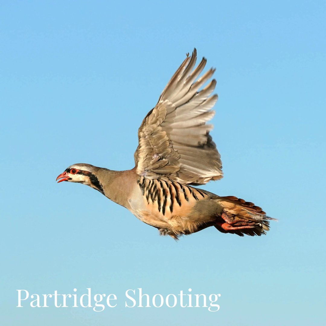 Partridge Shooting Gifts
