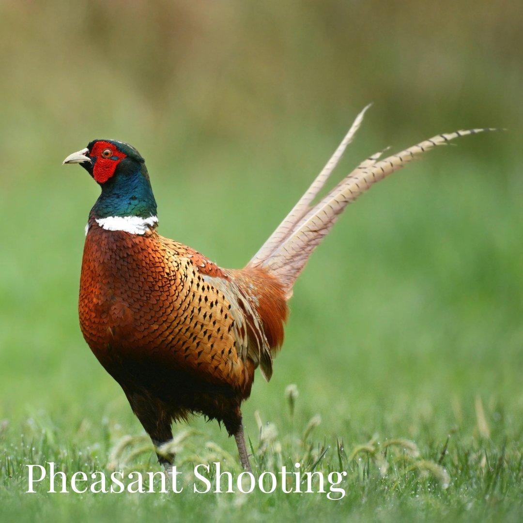 Pheasant Shooting Gifts