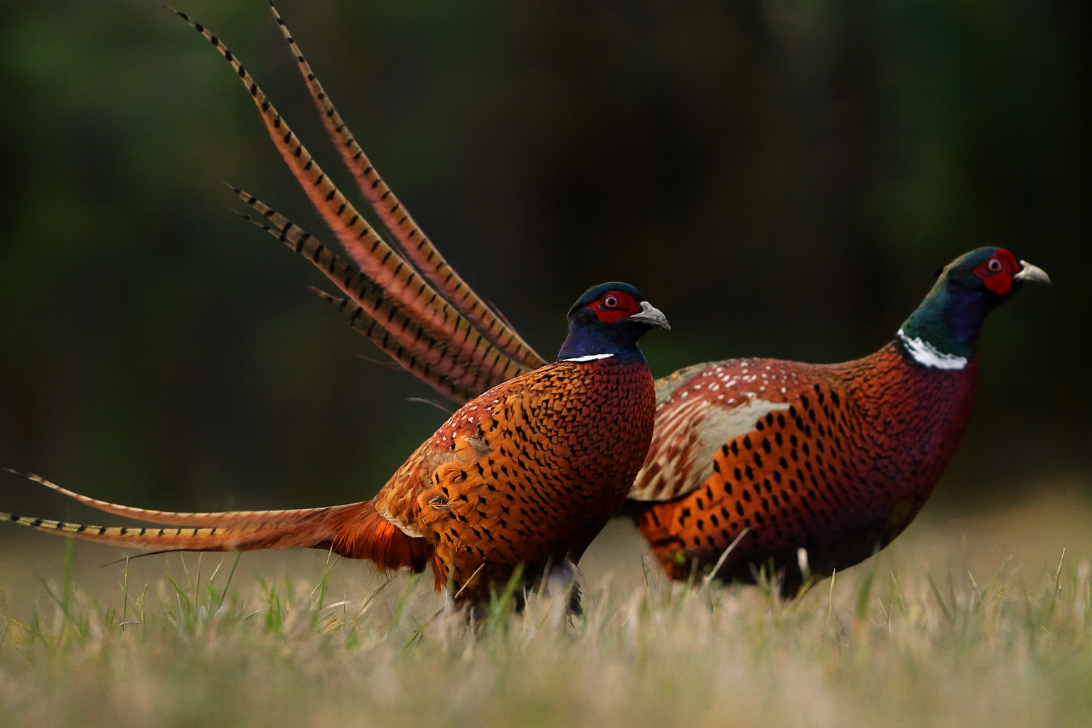 Two colorful pheasants standing on grass with a blurred natural background